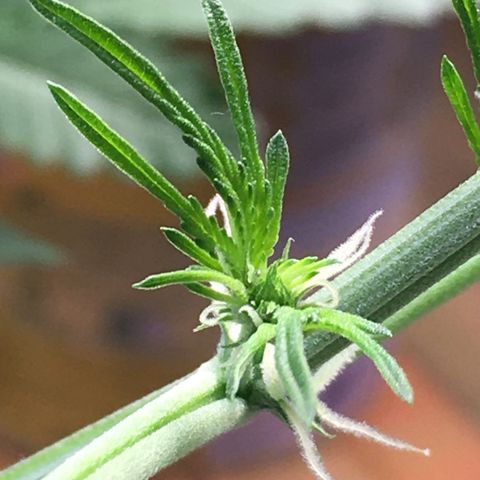 Green Crack  #1 growlog timeline photo