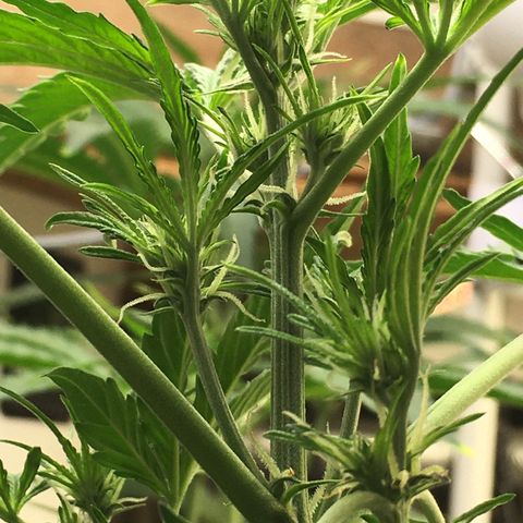 Green Crack  #1 growlog timeline photo