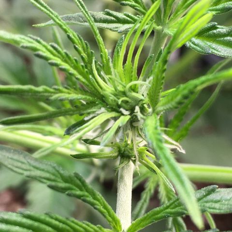 Green Crack  #1 growlog timeline photo