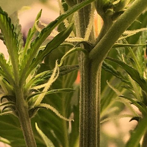 Green Crack  #1 growlog timeline photo