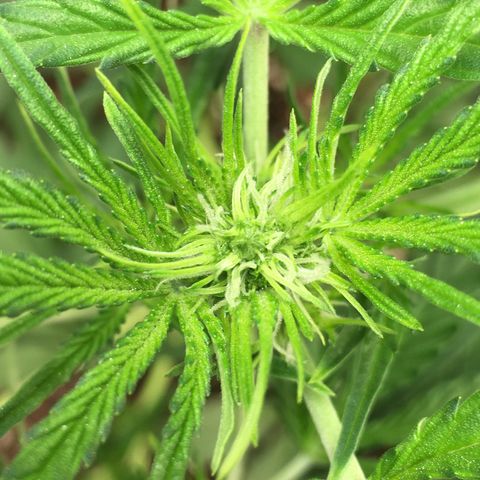 Green Crack  #1 growlog timeline photo
