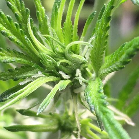 Green Crack  #1 growlog timeline photo