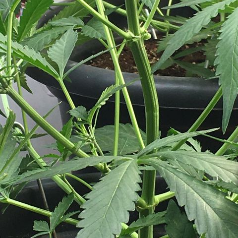 Green Crack  #1 growlog timeline photo