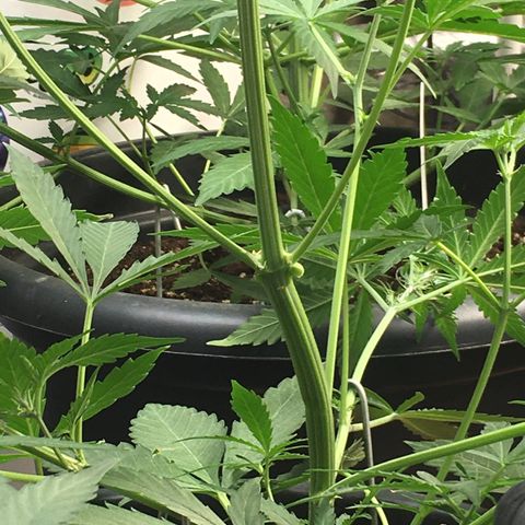 Green Crack  #1 growlog timeline photo