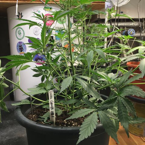 Green Crack  #1 growlog timeline photo