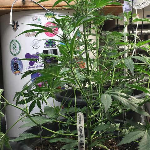 Green Crack  #1 growlog timeline photo
