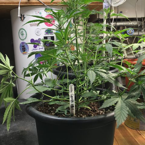 Green Crack  #1 growlog timeline photo