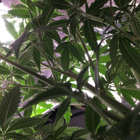 Lemon OG Kush #1 growlog timeline photo