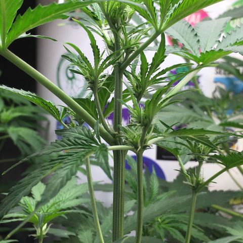 Green Crack  #1 growlog timeline photo