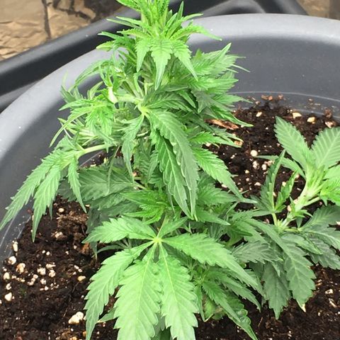 Granddaddy Black #1 growlog timeline photo