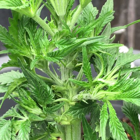 Granddaddy Black #1 growlog timeline photo
