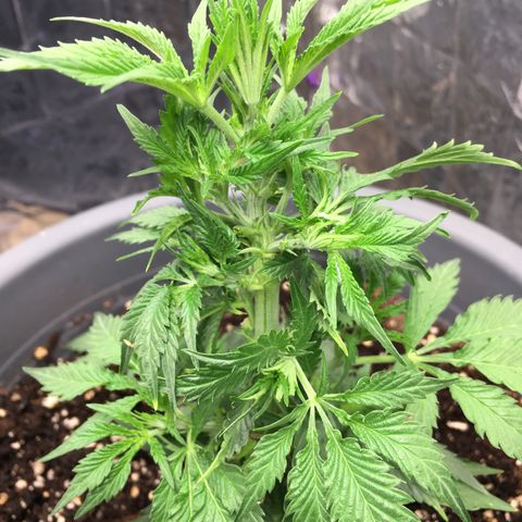 Granddaddy Black #1 growlog timeline photo