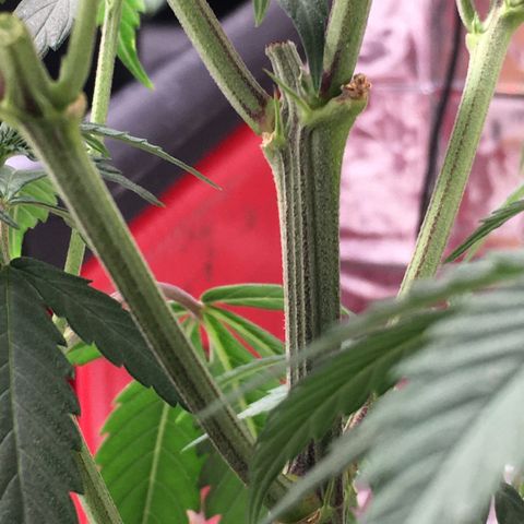 Lemon OG Kush #1 growlog timeline photo