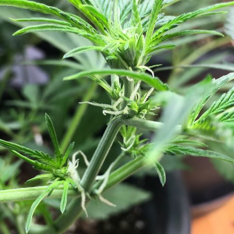 Green Crack  #1 growlog timeline photo