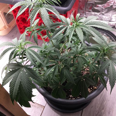 Lemon OG Kush #1 growlog timeline photo