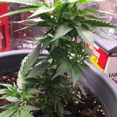 Granddaddy Black #1 growlog timeline photo
