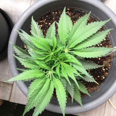Granddaddy Black #1 growlog timeline photo