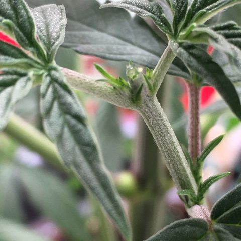 Lemon OG Kush #1 growlog timeline photo