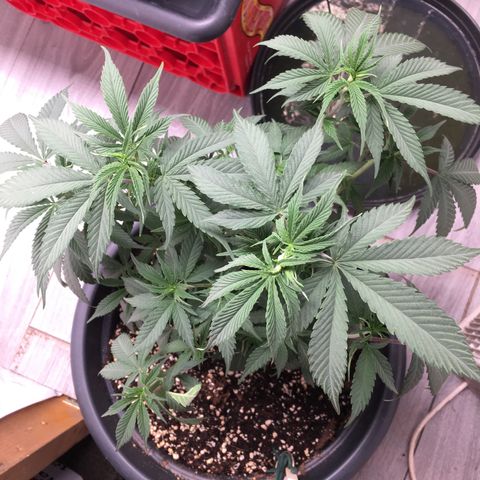 Lemon OG Kush #1 growlog timeline photo