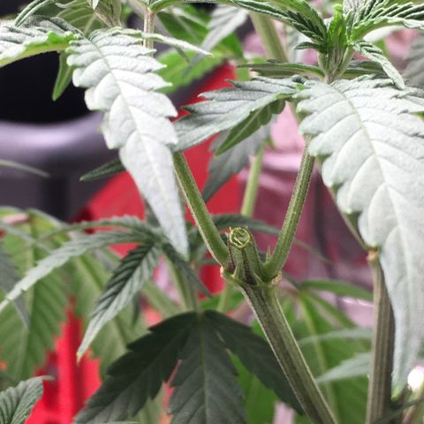 Lemon OG Kush #1 growlog timeline photo
