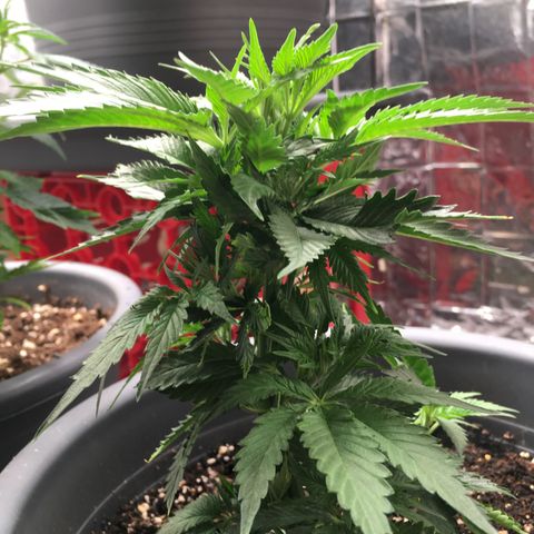 Granddaddy Black #1 growlog timeline photo