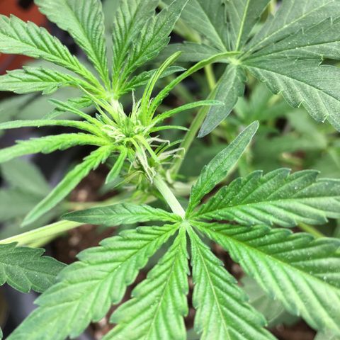 Green Crack  #1 growlog timeline photo