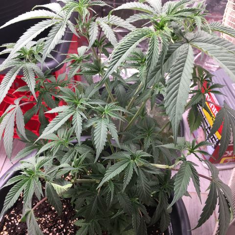 Lemon OG Kush #1 growlog timeline photo