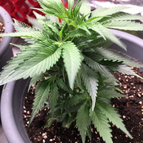 Granddaddy Black #1 growlog timeline photo