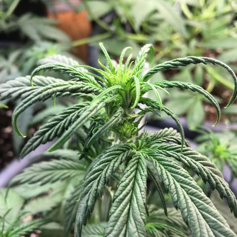 Purple Mimosa Xl Auto  #1 growlog timeline photo