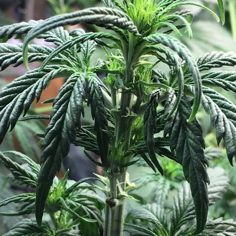 Purple Mimosa Xl Auto  #1 growlog timeline photo