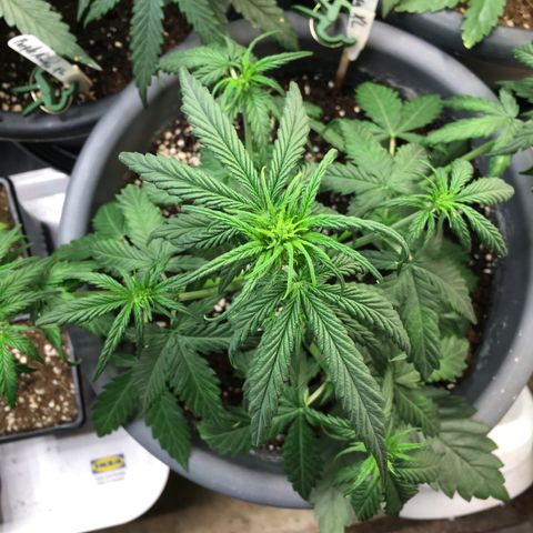 Purple Mimosa Xl Auto  #1 growlog timeline photo