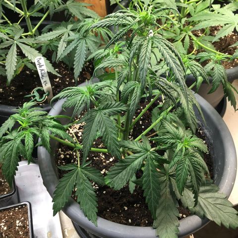 Purple Mimosa Xl Auto  #1 growlog timeline photo