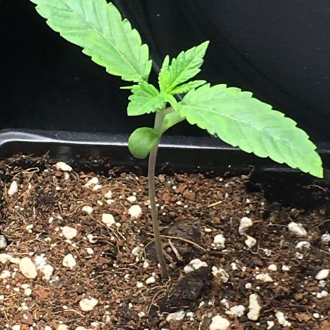 Gorilla Super Glue 2.0 growlog timeline photo