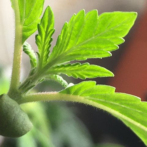 Gorilla Super Glue 2.0 growlog timeline photo