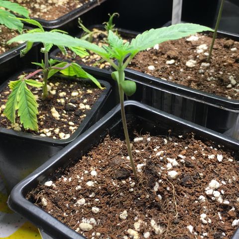 Gorilla Super Glue 2.0 growlog timeline photo