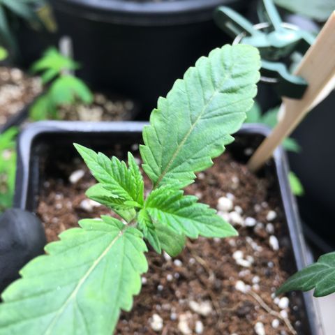 Gorilla Super Glue 2.0 growlog timeline photo