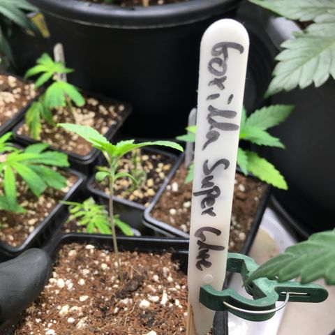 Gorilla Super Glue 2.0 growlog timeline photo