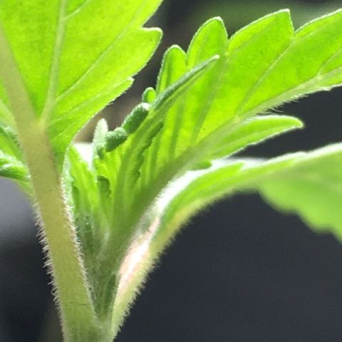 Gorilla Super Glue 2.0 growlog timeline photo