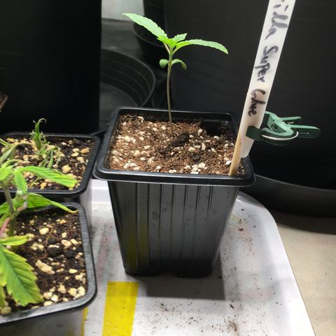 Gorilla Super Glue 2.0 growlog timeline photo