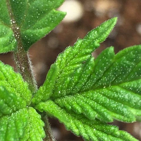 Gorilla Super Glue 2.0 growlog timeline photo