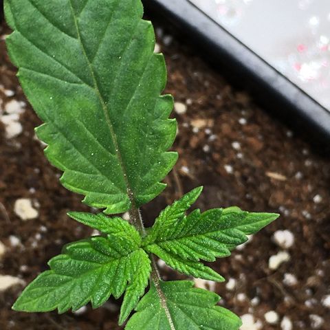 Gorilla Super Glue 2.0 growlog timeline photo
