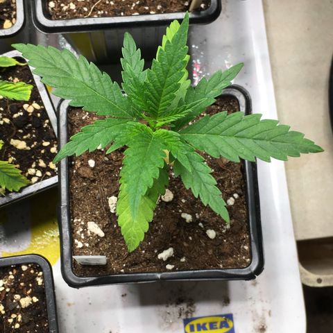 Ak47 #1 growlog timeline photo