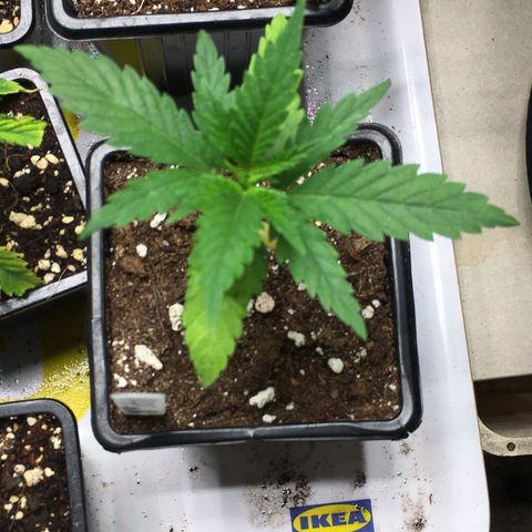 Ak47 #1 growlog timeline photo