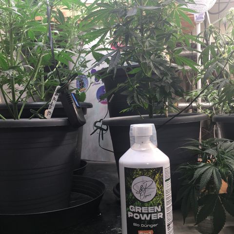 Green Crack  #1 growlog timeline photo