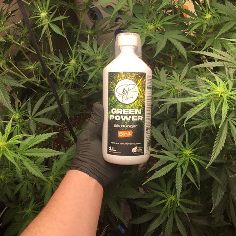 Green Crack  #1 growlog timeline photo