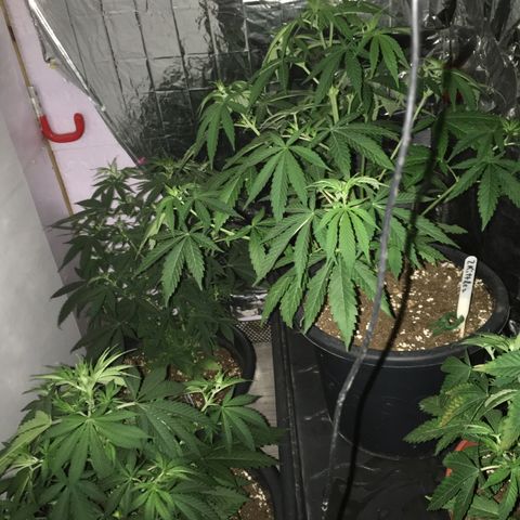 Ak47 #1 growlog timeline photo
