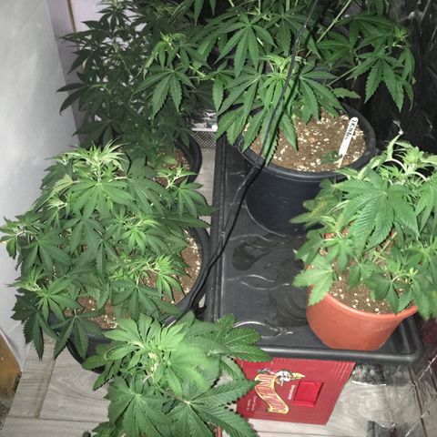 Ak47 #1 growlog timeline photo