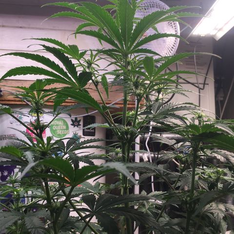 Green Crack  #1 growlog timeline photo