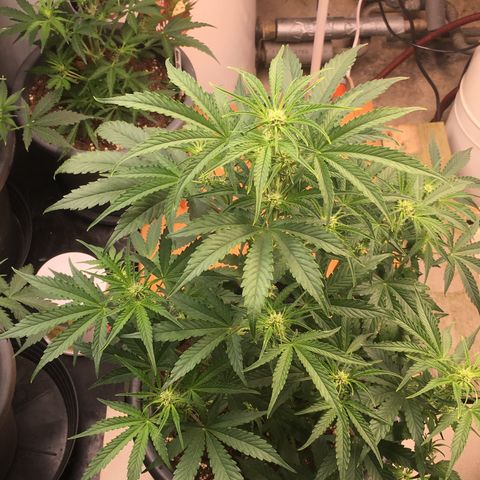 Green Crack  #1 growlog timeline photo