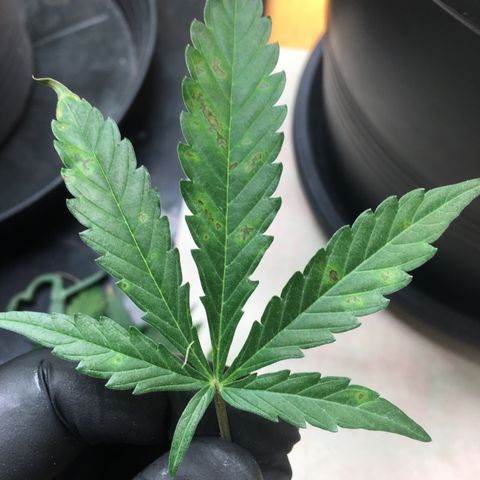 Green Crack  #1 growlog timeline photo